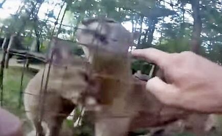 Hombre salta cerca y acaricia a pumas en zoo de EU