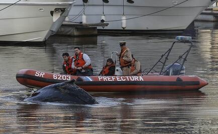 Redoblan esfuerzos para salvar a ballena varada en Buenos Aires