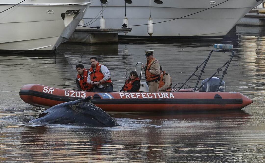 Redoblan esfuerzos para salvar a ballena varada en Buenos Aires