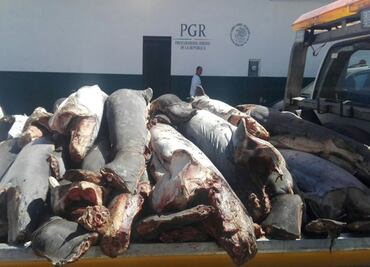 Tiran 42 tiburones muertos en carretera de Michoacán