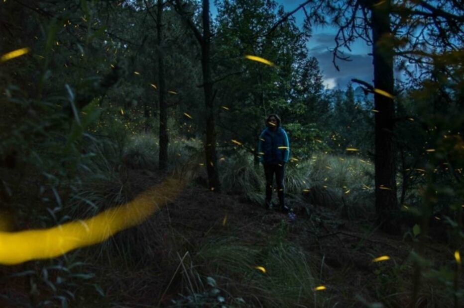 Qué pasará con la visita al Santuario de las luciérnagas, en 2020