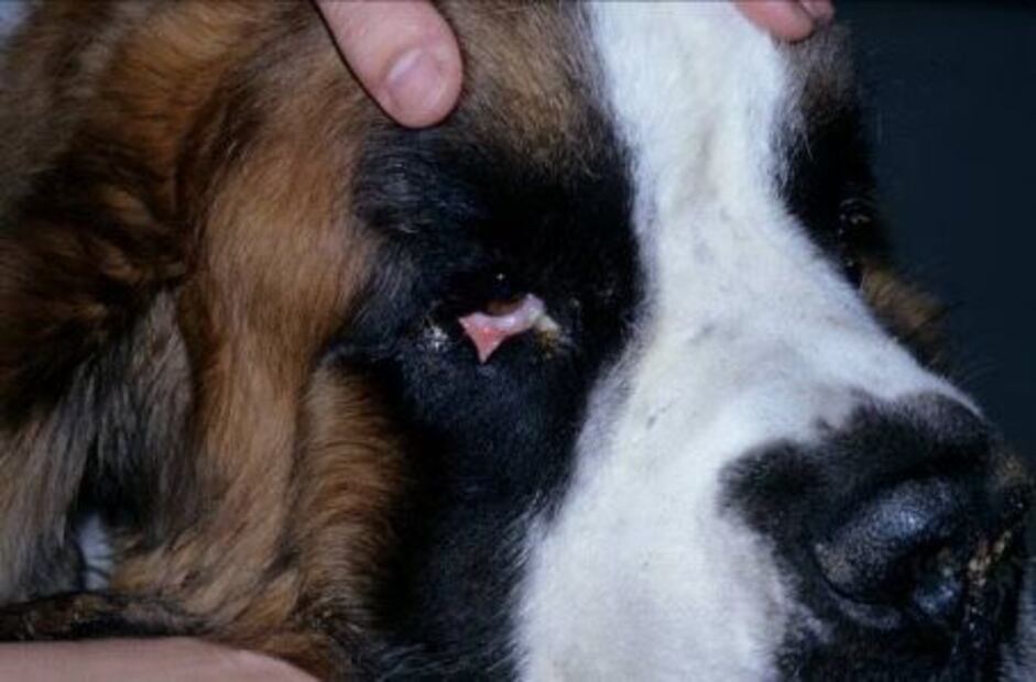 Si tu perro presenta síntomas de entropión, es crucial buscar tratamiento. Fuente: Freepik.