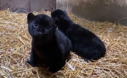 Nacen dos jaguares melánicos en zoológico de Morelia