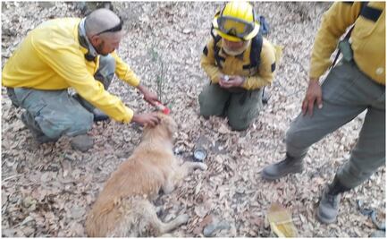 Rescatan a perrito en zona de incendio en Huehuetoca, Edomex