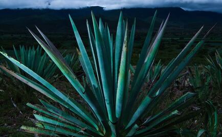 Indígenas pretenden sembrar agave en Nayarit