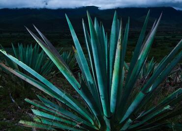 Indígenas pretenden sembrar agave en Nayarit