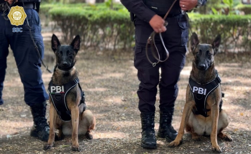 Refuerzan seguridad con nuevos binomios K9 en CDMX; perritos detectarán explosivos rumbo al Mundial. Foto: Especial