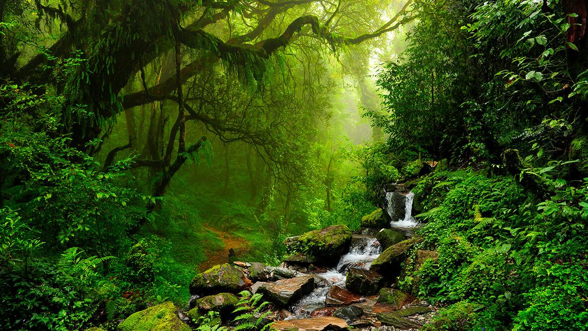 Amazonia: radiografía de un pulmón enfermo