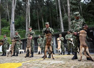 Perritas en celo y 70 uniformados buscan a Wilson, el can militar perdido en Colombia