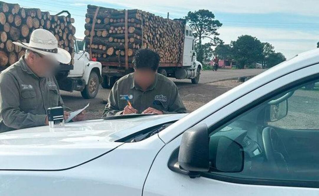 Incautación de madera por parte de la Profepa. Foto: especial