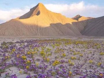 Desierto de Atacama en Chile florece debido a inusuales lluvias