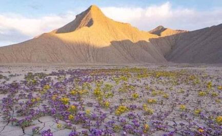 Desierto de Atacama en Chile florece debido a inusuales lluvias