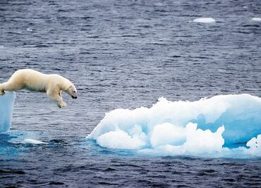 Descubren una población de osos polares que no dependen del hielo