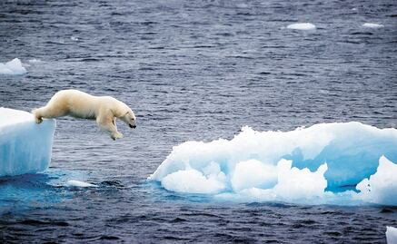 Descubren una población de osos polares que no dependen del hielo