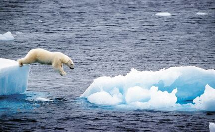 Descubren una población de osos polares que no dependen del hielo