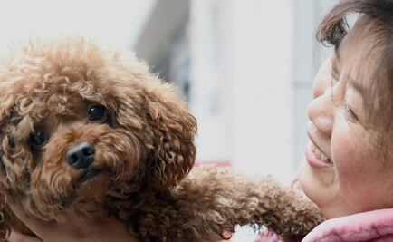 Los perros recuerdan lo que hacen sus dueños