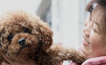 Los perros recuerdan lo que hacen sus dueños