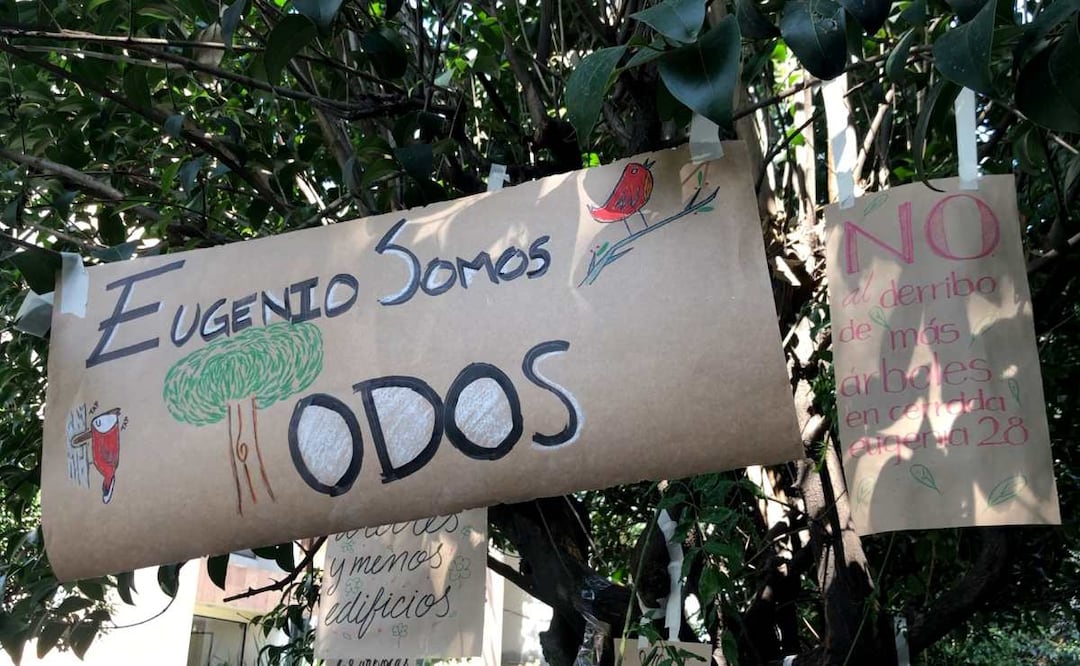 Eugenio árbol de 150 años. Foto: Atenea Campuzano. EL UNIVERSAL