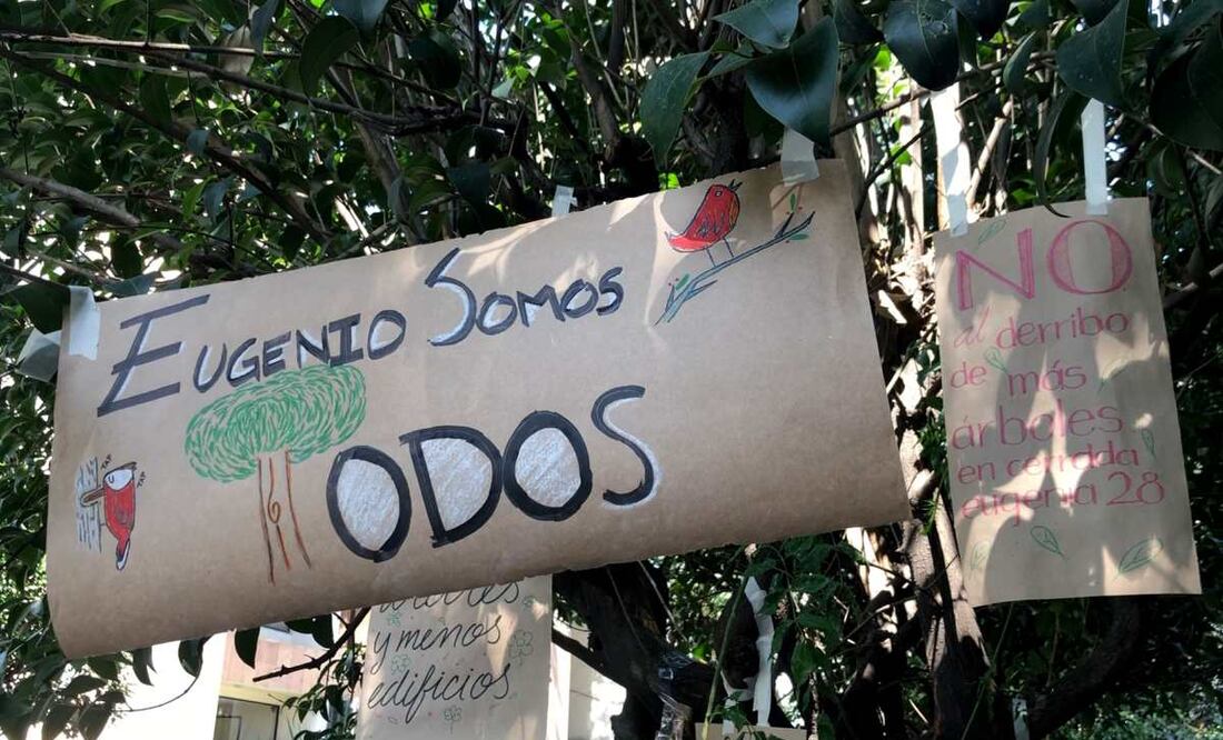 Eugenio árbol de 150 años. Foto: Atenea Campuzano. EL UNIVERSAL