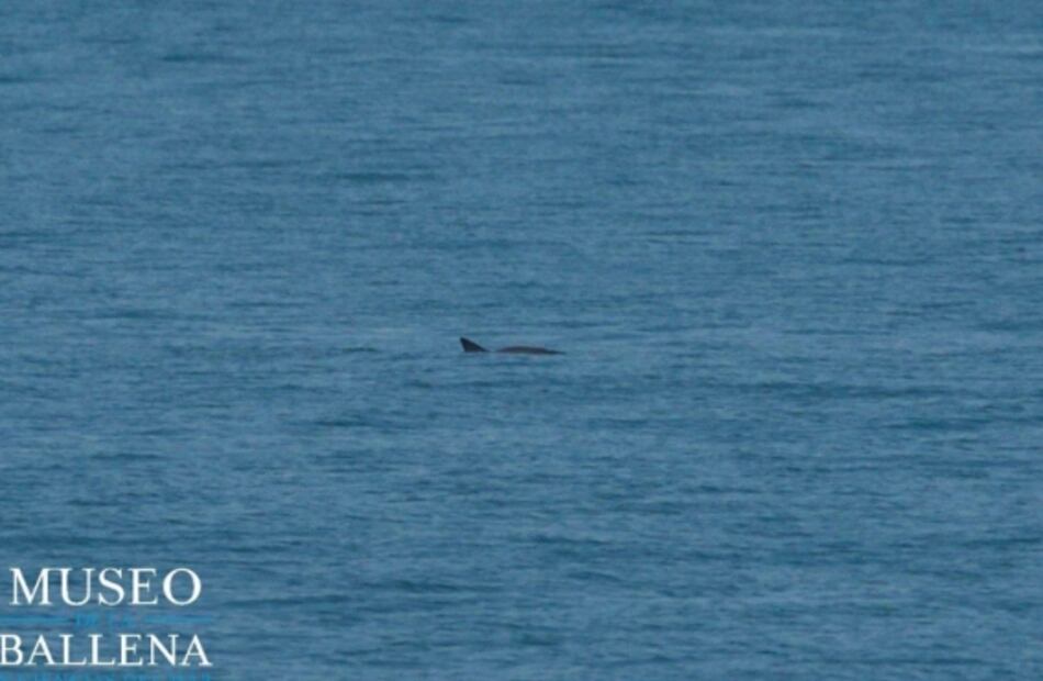 Aún hay esperanzas, avistan a seis vaquitas marinas