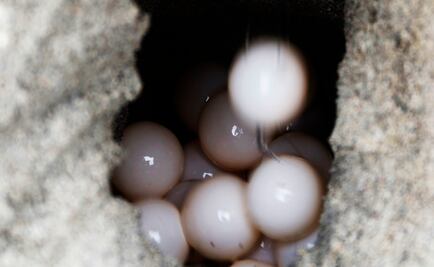 Aseguran huevos de tortuga caguama en puente de Puerto Vallarta