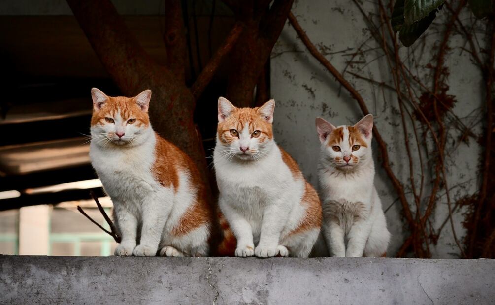 En esta temporada no dejes salir a tu gato. Durante le frío puede enfrentarse a muchas amenazas en busca de fuentes de calor. Foto: X @CulturaCiudadMx