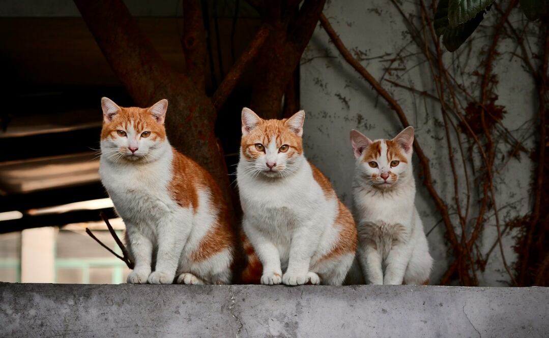 El Festival Gatotitlán Otoño 2025 contará con campañas veterinarias gratis. Foto: X @CulturaCiudadMx