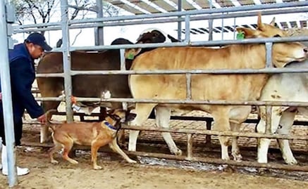 UNAM entrena contra gusano barrenador a Nala y Tamal; perritos detectaban Covid-19 y cáncer mediante el olfato