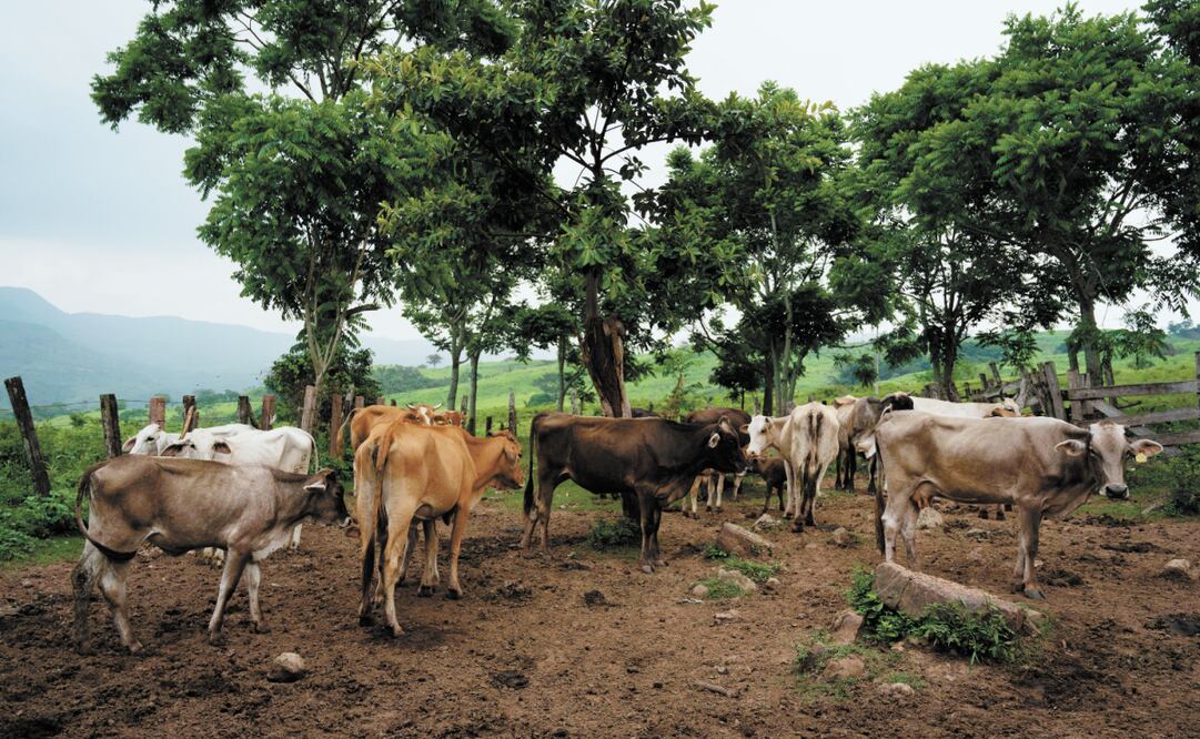 El director del Siniiga, Juan Robles Linares Negrete, indicó que los aretes robados ya fueron bloqueados por el sistema y pueden ser detectados. Foto: Isabel Mateos Hinojosa / CUARTOSCURO