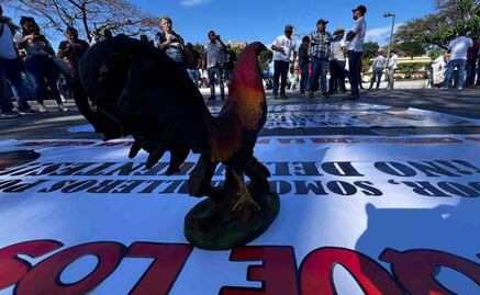 Gobierno de Chiapas prohíbe peleas de gallos y carreras de caballos; decreto busca la pacificación en la entidad
