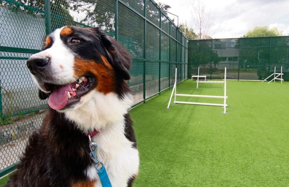 El sólo hecho de convivir o abrazar a un integrante de la raza canina ayuda a mejorar la salud, por ejemplo, baja la presión arterial, dicen expertos. Foto: Omar Contreras / El Universal