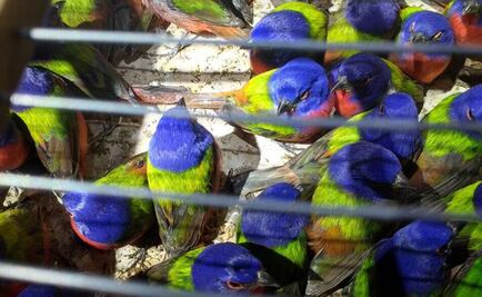 Asegura PF a persona con 490 aves en Nayarit