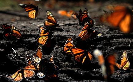 Second worker found dead at famed Monarch butterfly reserve in Michoacán