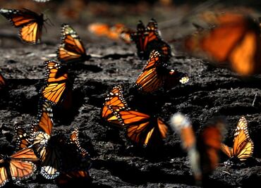 Second worker found dead at famed Monarch butterfly reserve in Michoacán