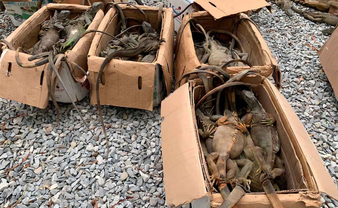 Profepa reporta el rescate de 192 ejemplares de iguanas verdes que eran trasladados amontonados en cajas; 31 murieron (06/04/2026). Foto: Profepa