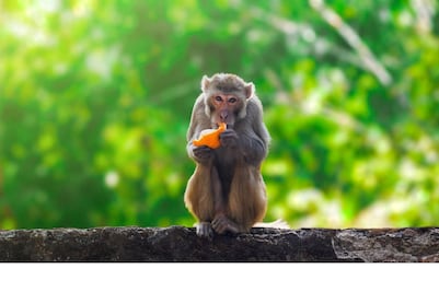 Polémica por interés de China en comprar 100 mil macacos a Sri Lanka: ¿para qué?