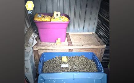 Tras balacera en colonia Anáhuac, SSC CDMX realiza cateos en tres domicilios; aseguran droga y más de mil cigarros de marihuana