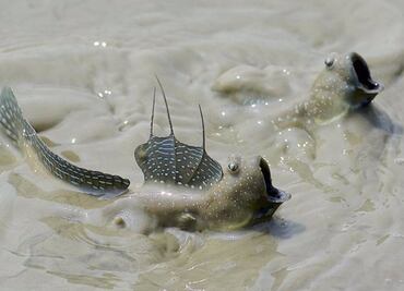 Un pez que parpadea da pistas de cómo la vida salió del agua