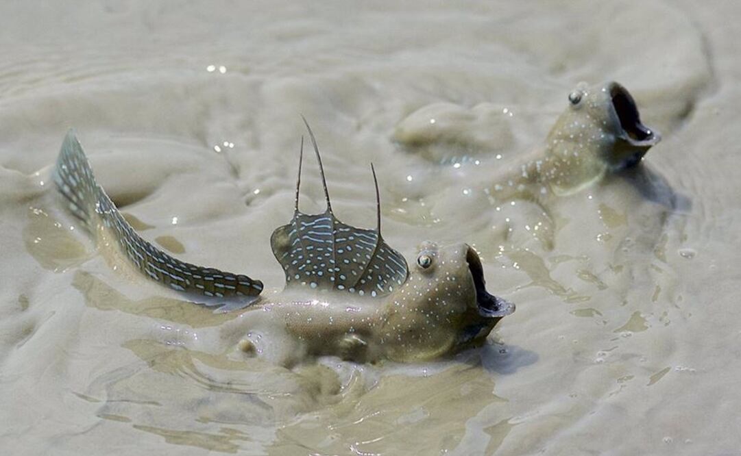 Fotografía de dos saltadores de lodo (Boleophthalmus caeruleomaculatus) luchando en aguas poco profundas, tomada en la Reserva Natural de Mai Po, Hong Kong. - DANIEL J. FIELD.
