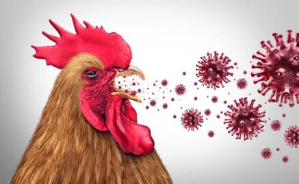 Gripe aviar H5N1 en EU; ¿cuáles son los síntomas y tratamientos de la enfermedad?