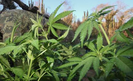 Incineran plantíos con casi 4 ton de marihuana en BC