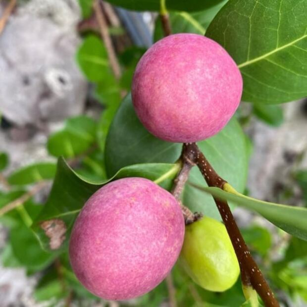 Icaco, un fruto poco conocido