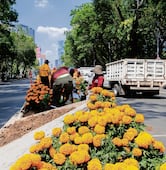 Van por más flores para las calles de la CDMX