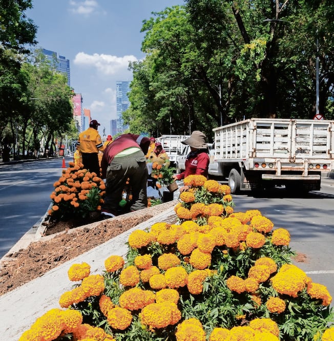 Las flores de cempasúchil regresarán en octubre a Reforma. Foto: Archivo EL UNIVERSAL