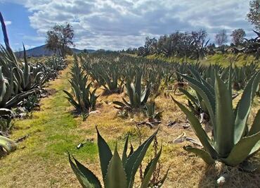 Pulque, bosques y otras maravillas en Nanacamilpa, Tlaxcala