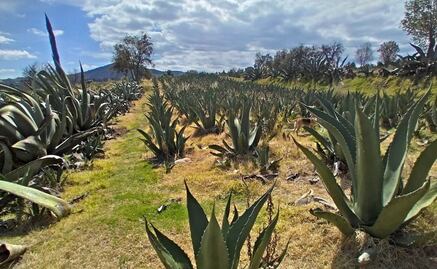 Pulque, bosques y otras maravillas en Nanacamilpa, Tlaxcala