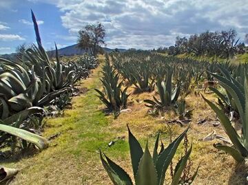Pulque, bosques y otras maravillas en Nanacamilpa, Tlaxcala