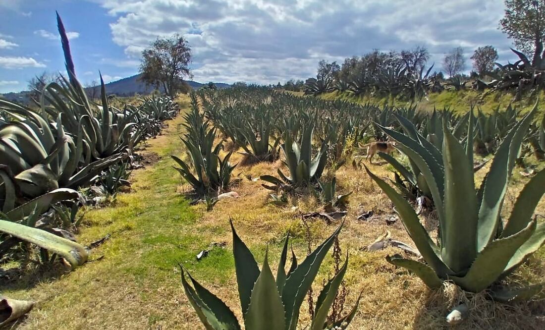 Foto: Samantha Michelle Guzmán