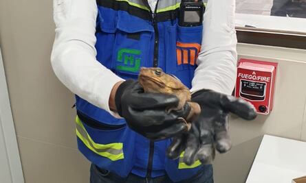 VIDEO: Rescatan un sapo en las vías de la estación Pantitlán del Metro