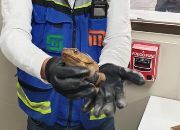 VIDEO: Rescatan un sapo en las vías de la estación Pantitlán del Metro